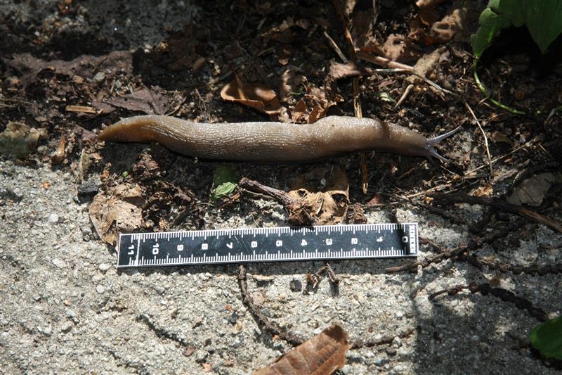Limax strobeli (?) in comune di Sorico (CO)